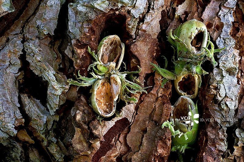西班牙树皮上被啄木鸟破坏的榛树图片素材