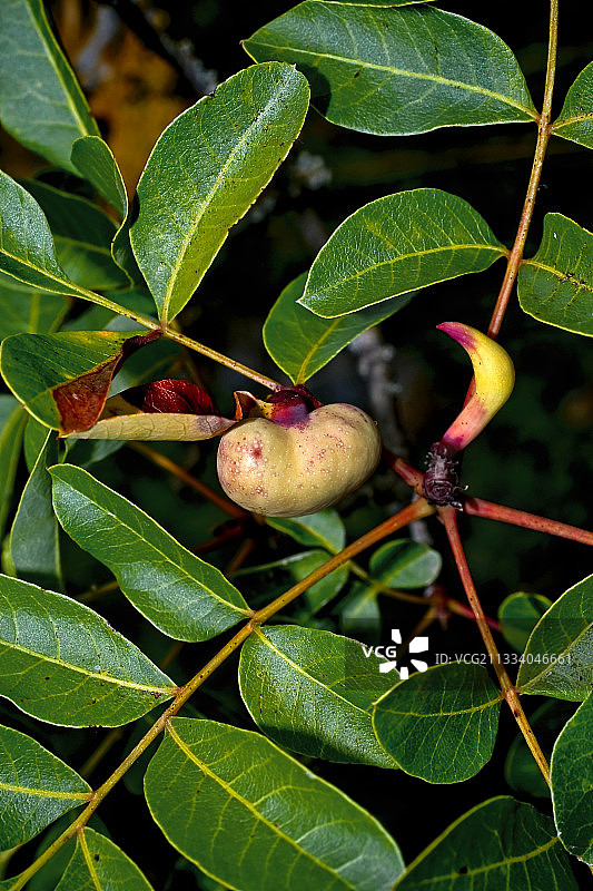 西班牙黄连木上的蚜虫瘿图片素材