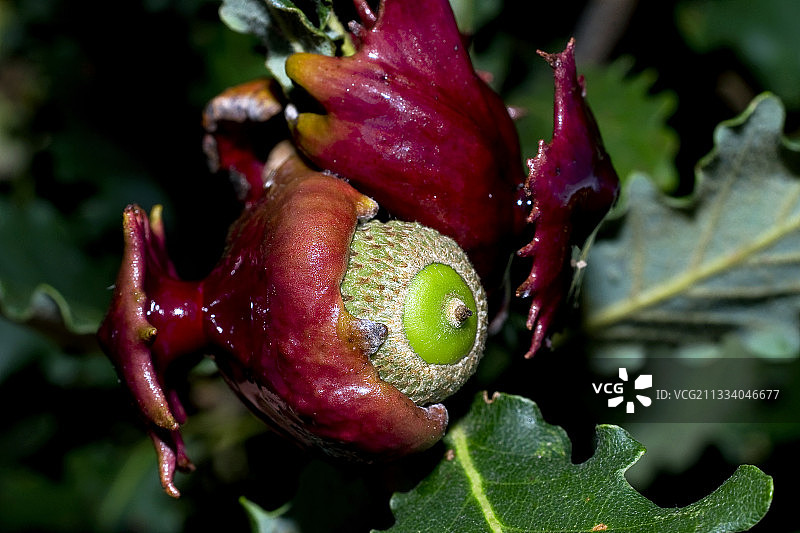 西班牙比利牛斯山橡树上的橡瘿图片素材