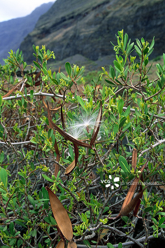 蔓延其种子的杠柳，耶罗岛，加那利群岛图片素材