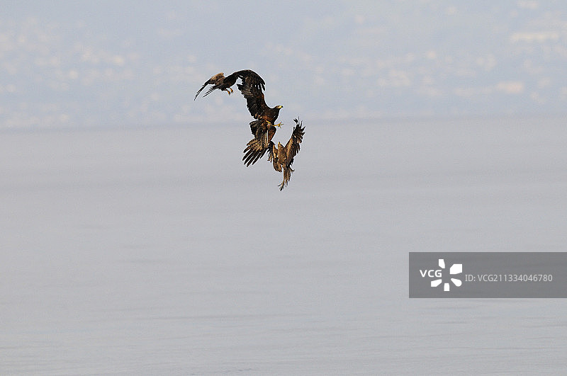 埃及风筝在日内瓦湖上空的战斗图片素材