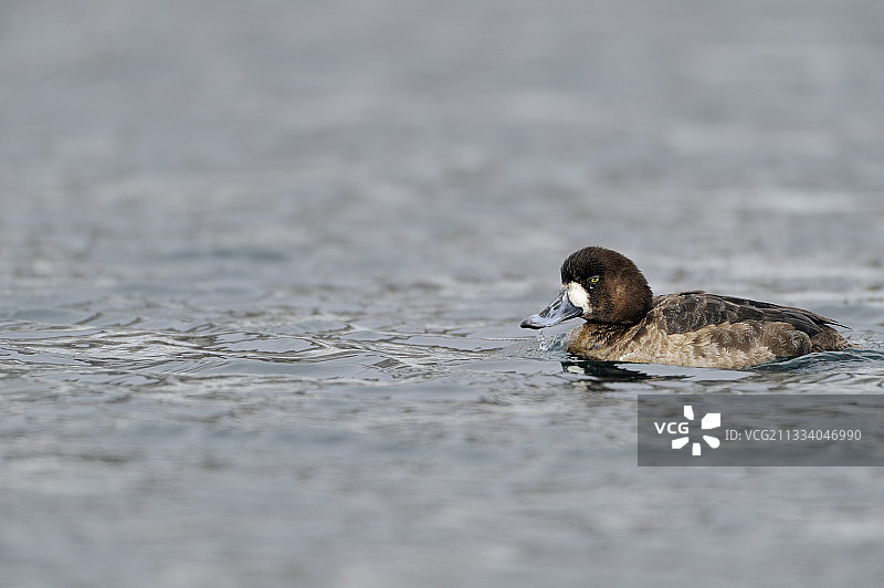 在日本游泳的雌性斑背潜鸭图片素材