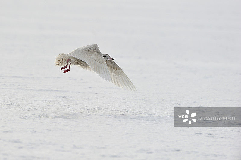 飞越日本冰面的灰蓝海鸥图片素材