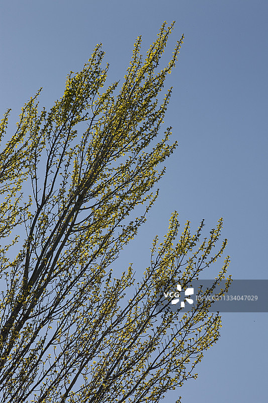法国春季的白杨树图片素材