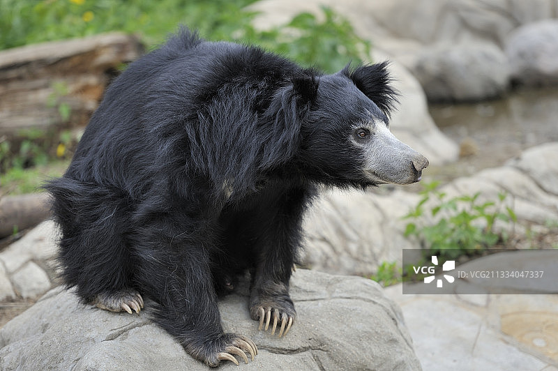 莫斯科动物园里的熊图片素材