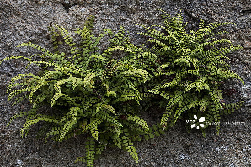 法国南特镇墙壁上的铁角蕨图片素材