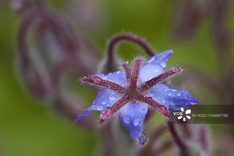 琉璃苣花朵，雨滴图片素材