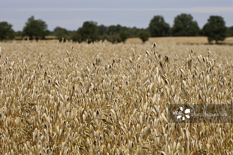 法国利穆赞春季燕麦田图片素材