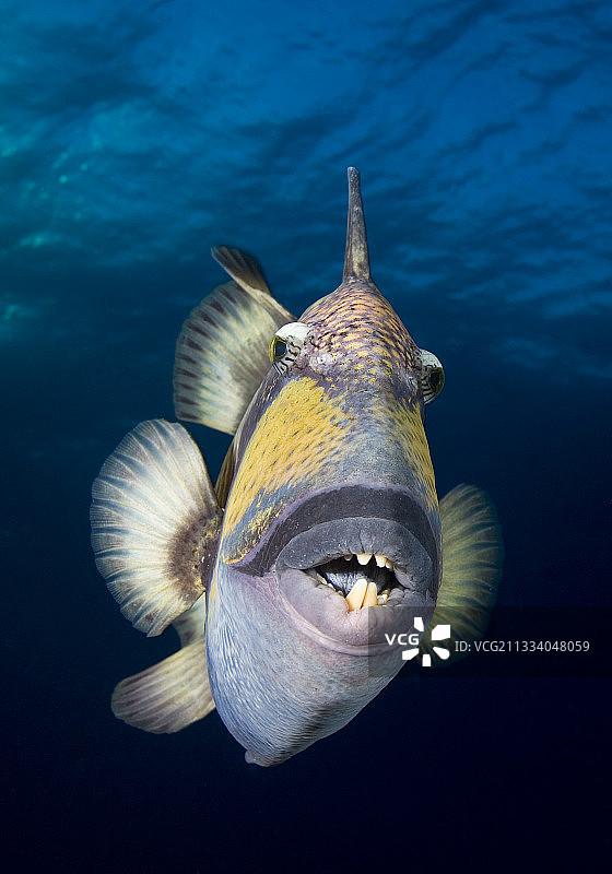 土阿莫土群岛游动的巨型扳机鱼图片素材