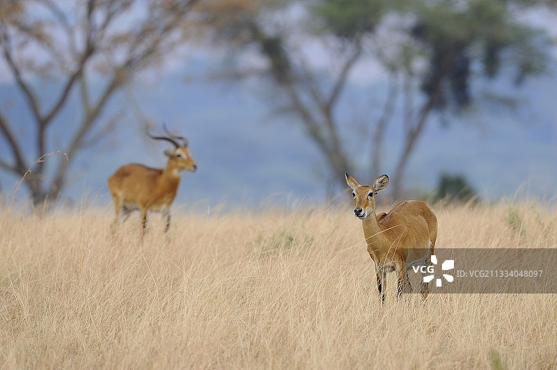 乌干达伊丽莎白女王国家公园情侣图片素材