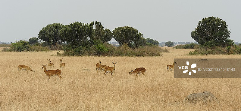 乌干达伊丽莎白女王国家公园的非洲水羚图片素材