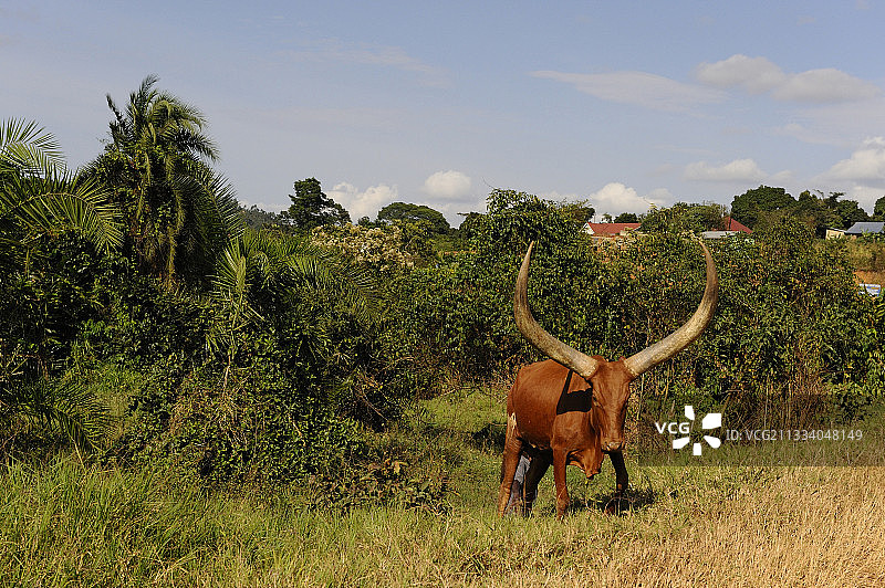 乌干达的安科莱牛图片素材