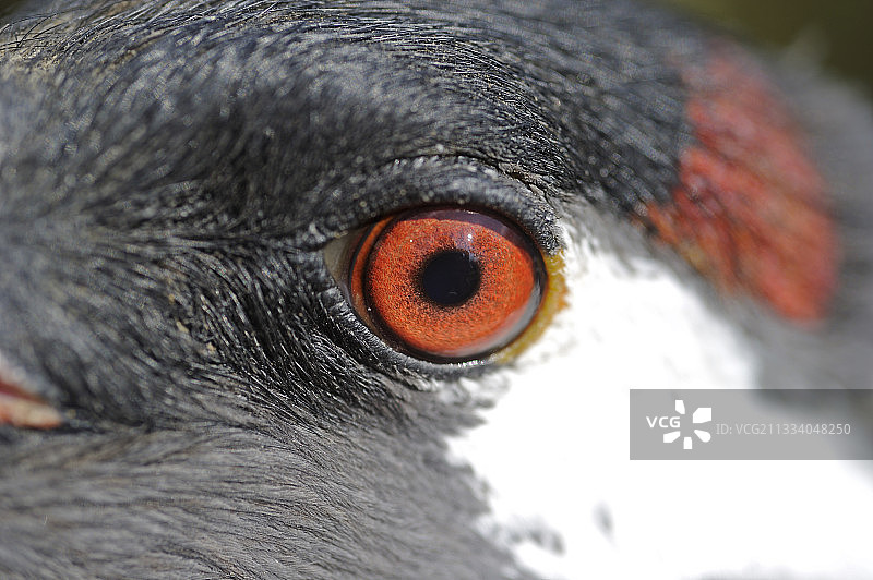 法国灰鹤的眼睛细节照片图片素材