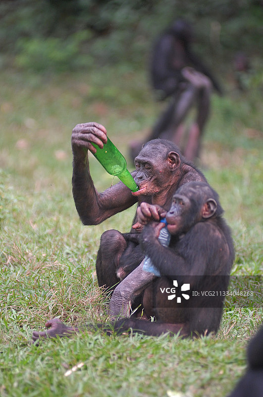 黑猩猩用瓶子喝刚果的水图片素材