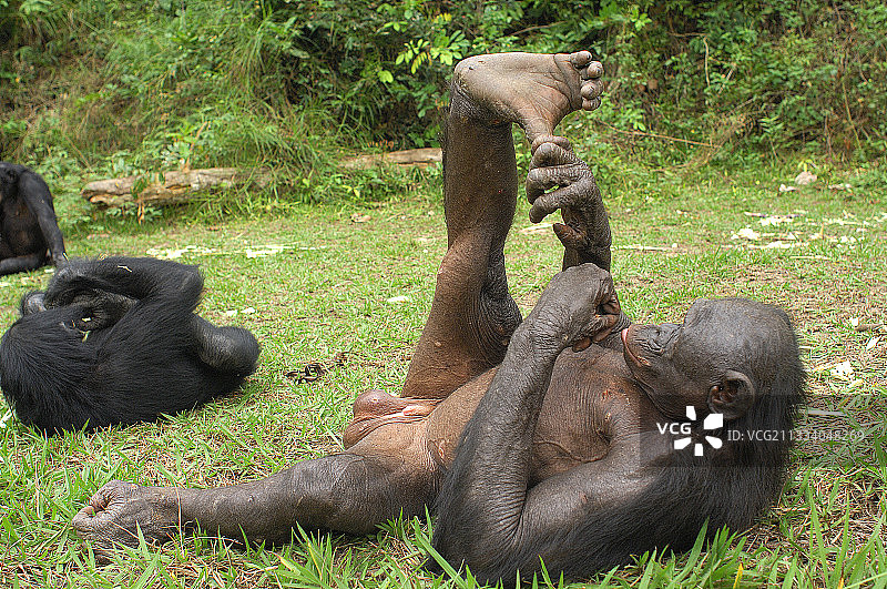 刚果休息中的纤细黑猩猩图片素材