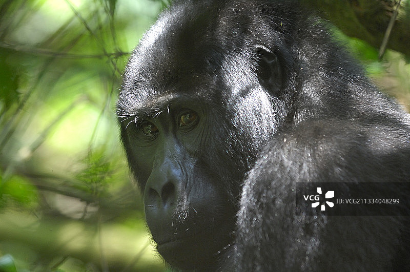 布温迪难以穿越森林国家公园里的山地大猩猩图片素材