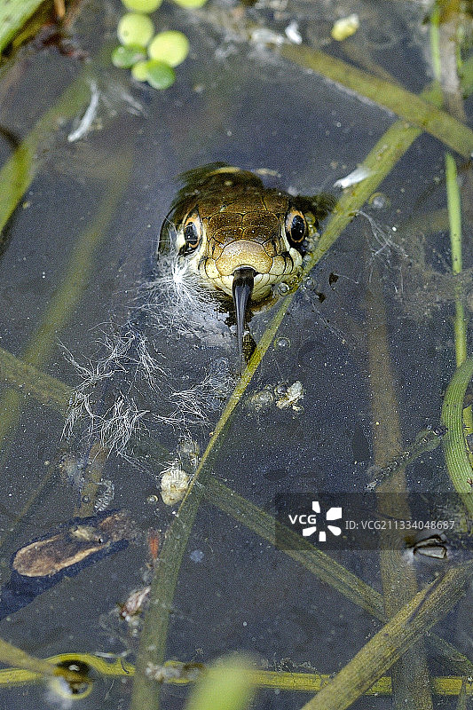 法国富松草原水中的草蛇图片素材