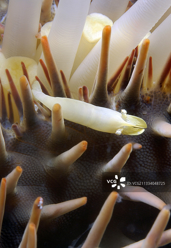 海星和海虾在图阿莫图群岛的刺冠海星上图片素材