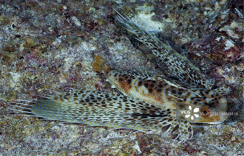 图阿莫土海底的东方飞鲂图片素材