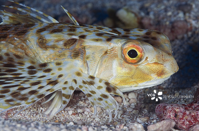 图阿莫土海底的东方飞鲂图片素材