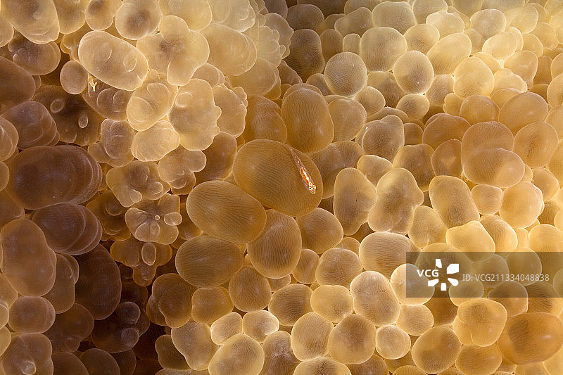 莫桑比克气泡珊瑚中的虾虎鱼图片素材