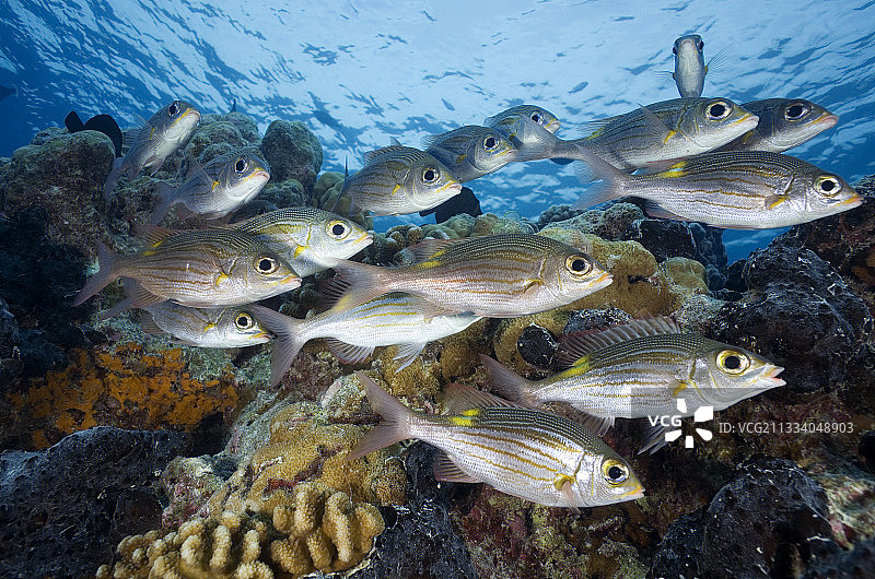 图阿莫图金线大眼鲷鱼群图片素材