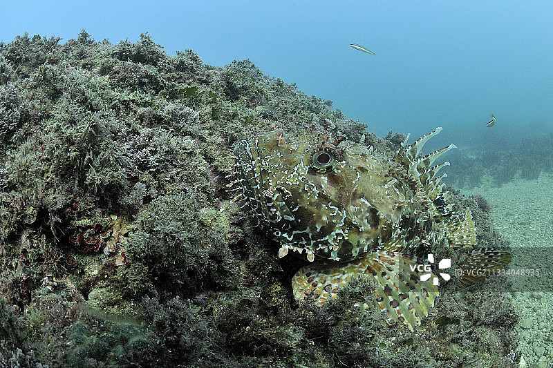 地中海梅德斯群岛的红鳞鮋图片素材