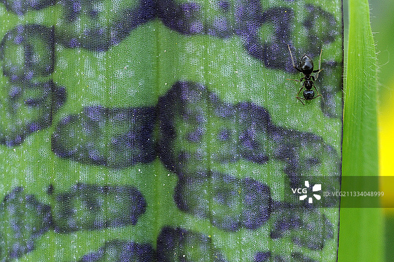 法国富宗草原兰花叶子上的蚂蚁图片素材