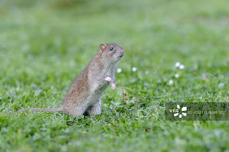 法兰西岛棕色老鼠图片素材
