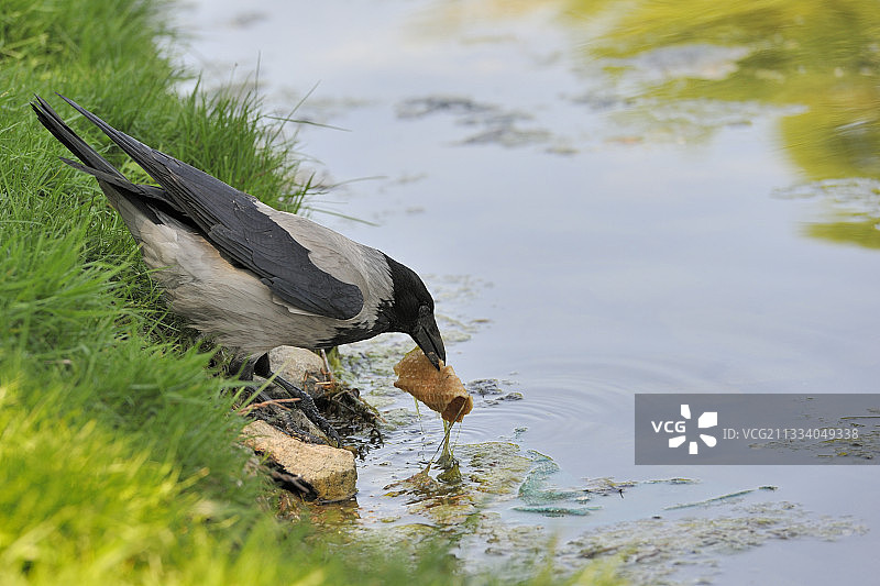 寒鸦从莫斯科水中觅食图片素材
