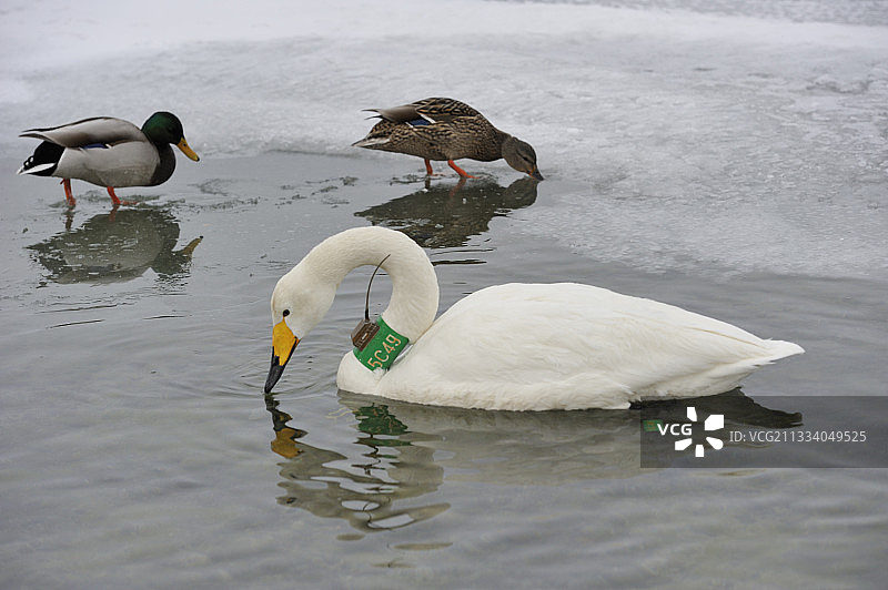 在日本佩戴无线电项圈的 Whooper 天鹅图片素材