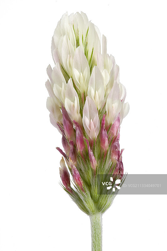 深红三叶草穗图片素材