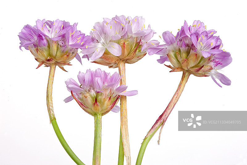 节俭之花图片素材