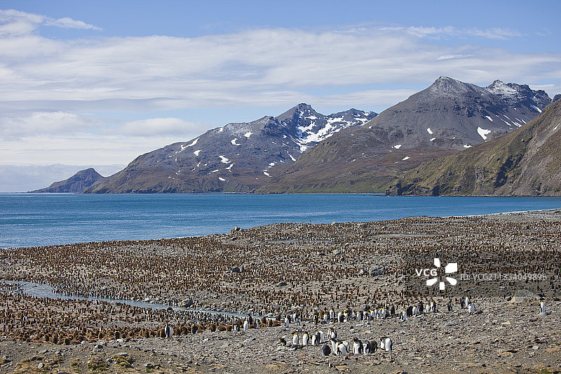 南乔治亚岛王企鹅群图片素材