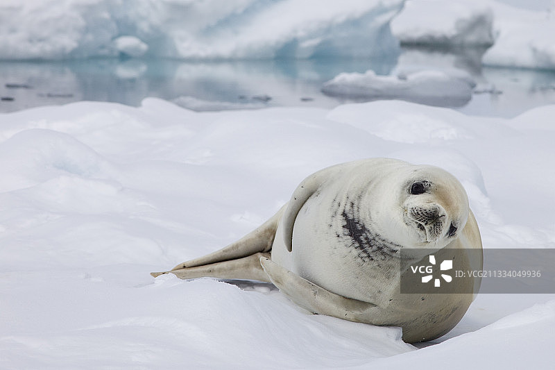 南极半岛冰上的食蟹海豹图片素材