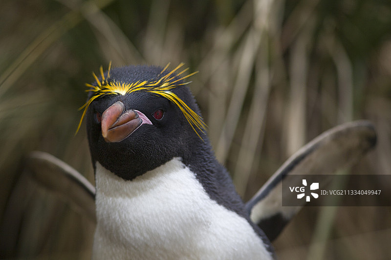 南乔治亚岛的通心面企鹅肖像图片素材