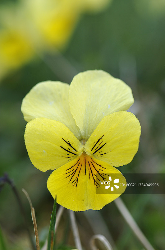 小巴隆孚日山短茬上的山地三色堇图片素材