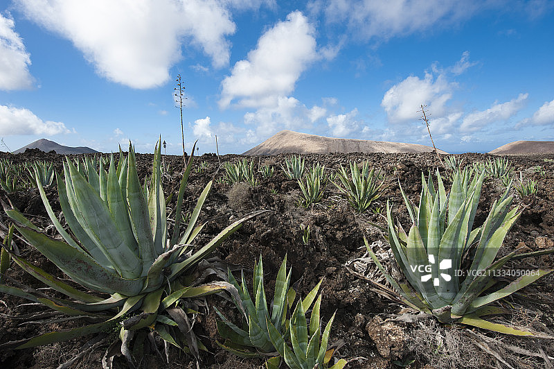 廷瓜顿和卡尔德拉布兰卡火山景色图片素材