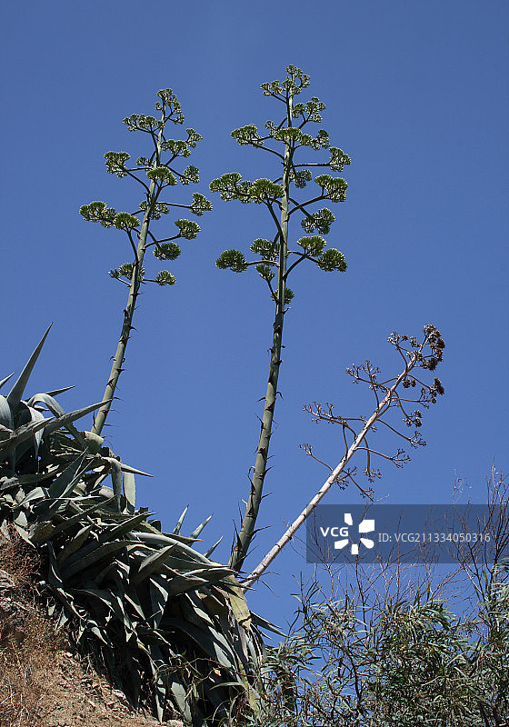 开花中的龙舌兰图片素材