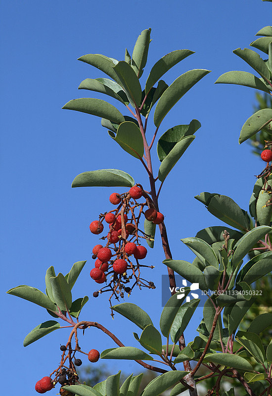 结果的希腊草莓树图片素材