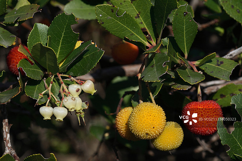 结果和开花的杨梅树图片素材