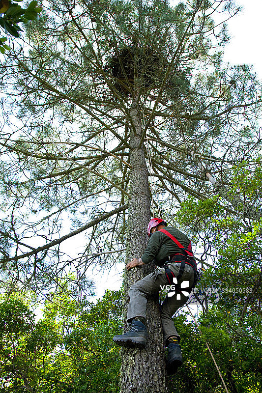 男人爬树到达鹰巢图片素材