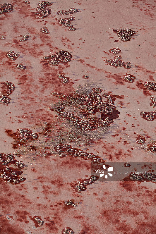 完全无法进入的筑巢地只能从空中看到图片素材