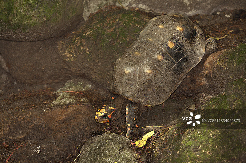 在圣卢西亚石头上行走的红腿陆龟图片素材