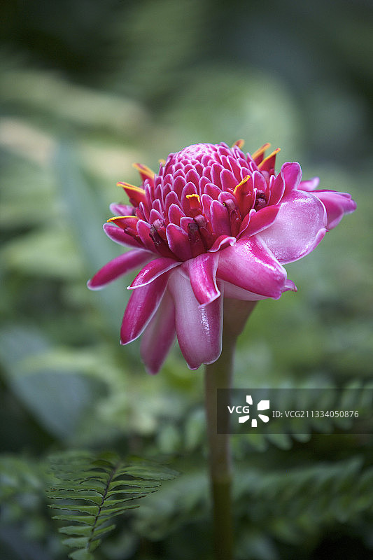 圣卢西亚的火炬姜花图片素材