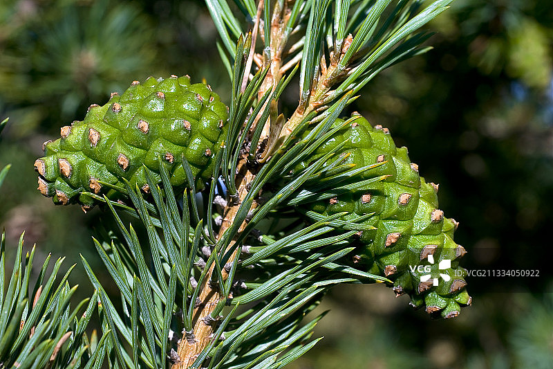 苏格兰松树上的幼小球果图片素材