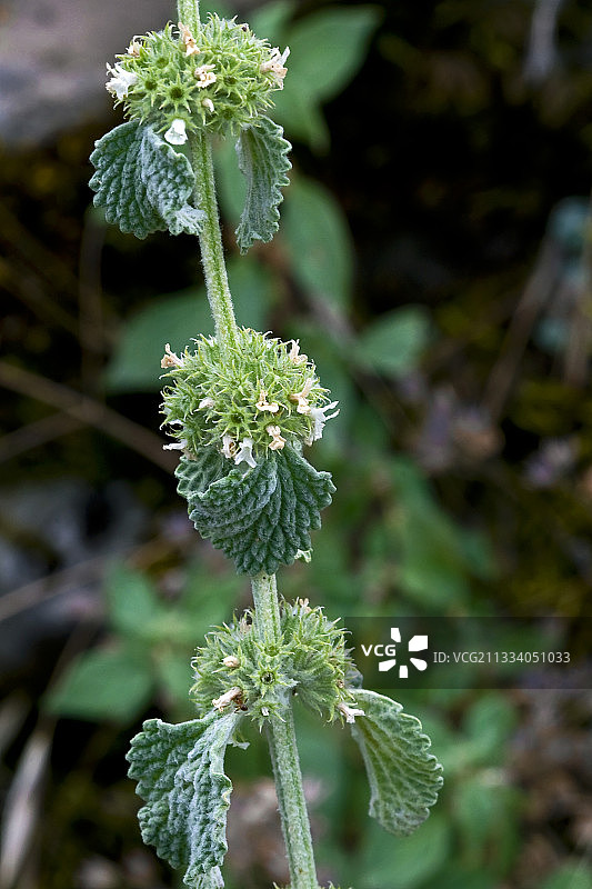 开花的夏至草图片素材