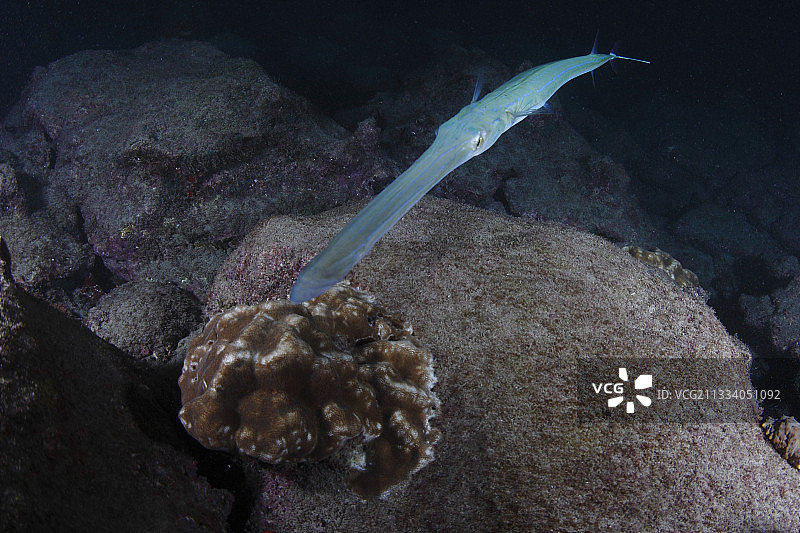 蓝点马鞭鱼在科科斯岛游泳图片素材