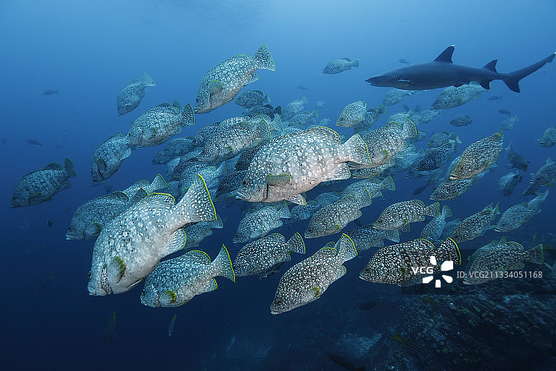 科科斯岛的革鲈和白鳍礁鲨图片素材