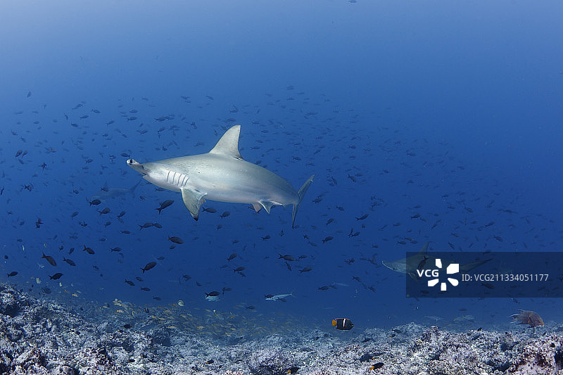 科科斯岛游动的扇形双髻鲨图片素材
